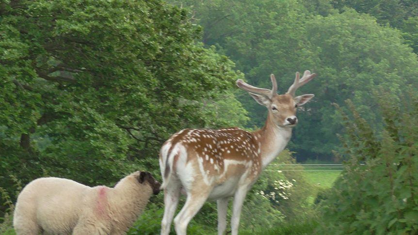 Deer and Sheep