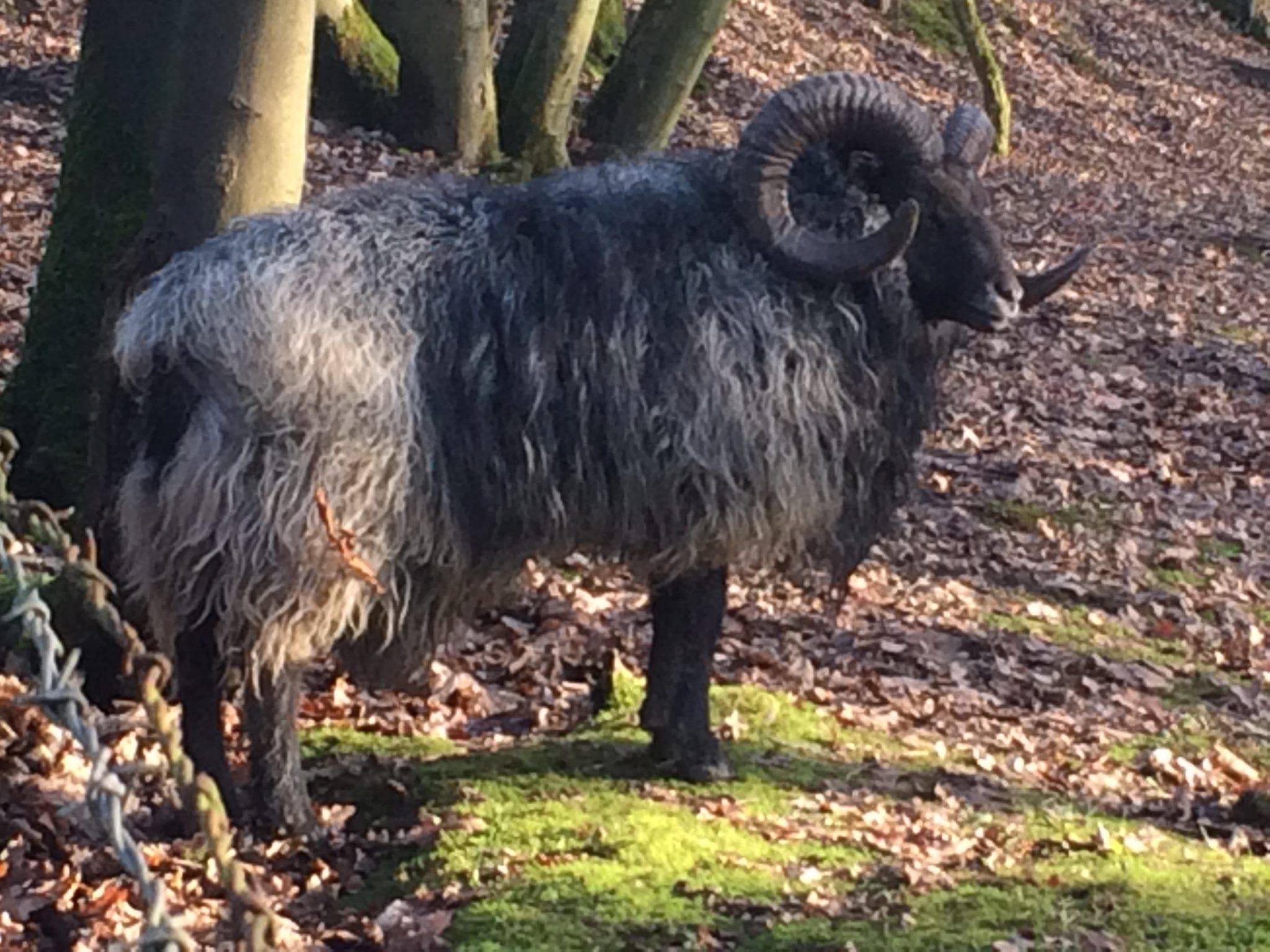 Goat near trees