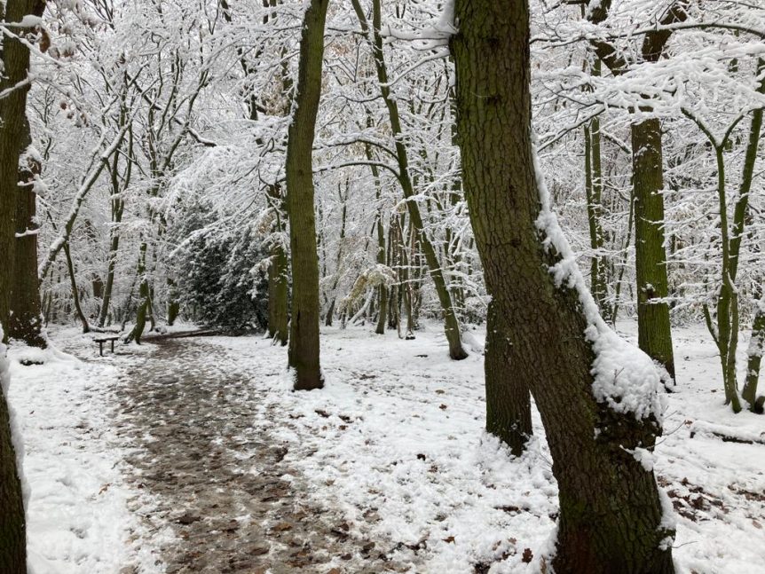 Tree trunks in the snow