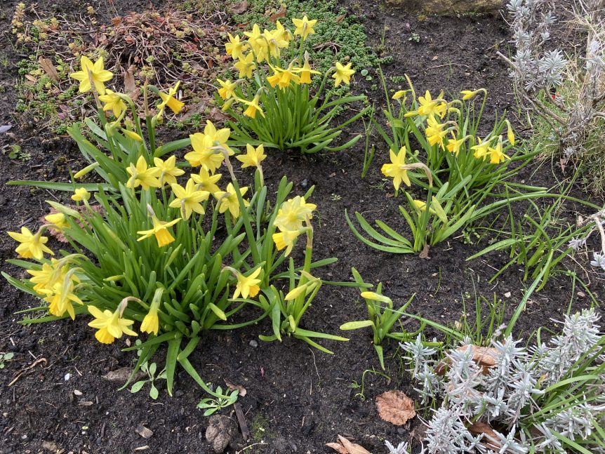 Narcissus in my garden