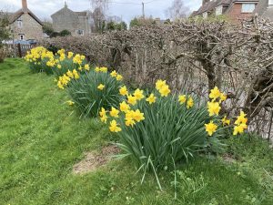 Daffodils by a hedge in Wootton Fitzpaine
